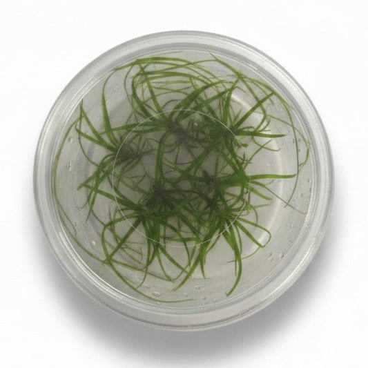 Tissue Culture Cup Juncus repens