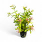 Hygrophila rosanervig Pink Poly
