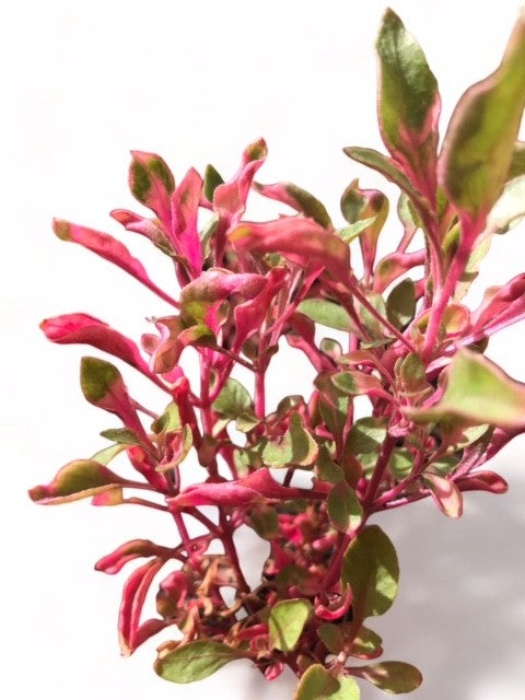 Alternanthera tenella pink