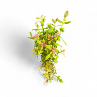 Hygrophila rosanervig Pink Poly