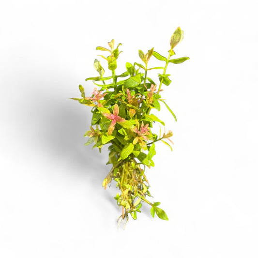 Hygrophila rosanervig Pink Poly