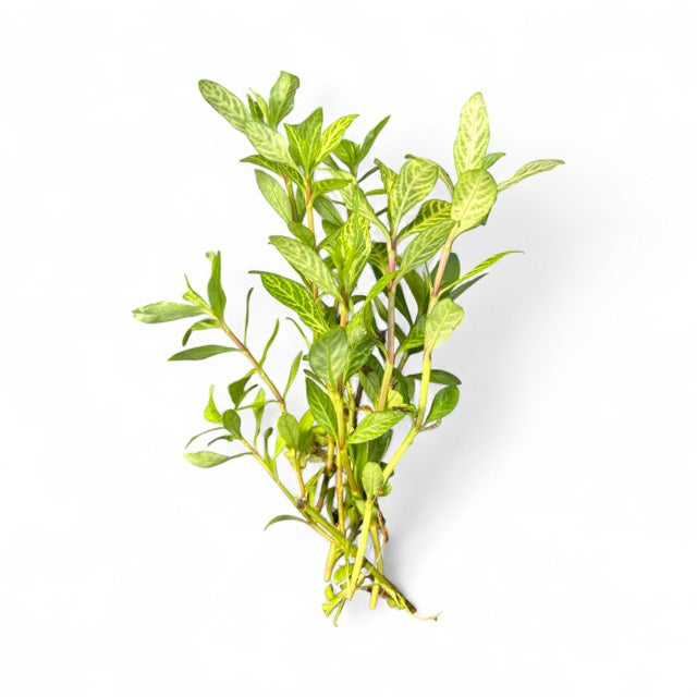 Hygrophila rosanervig Pink Poly