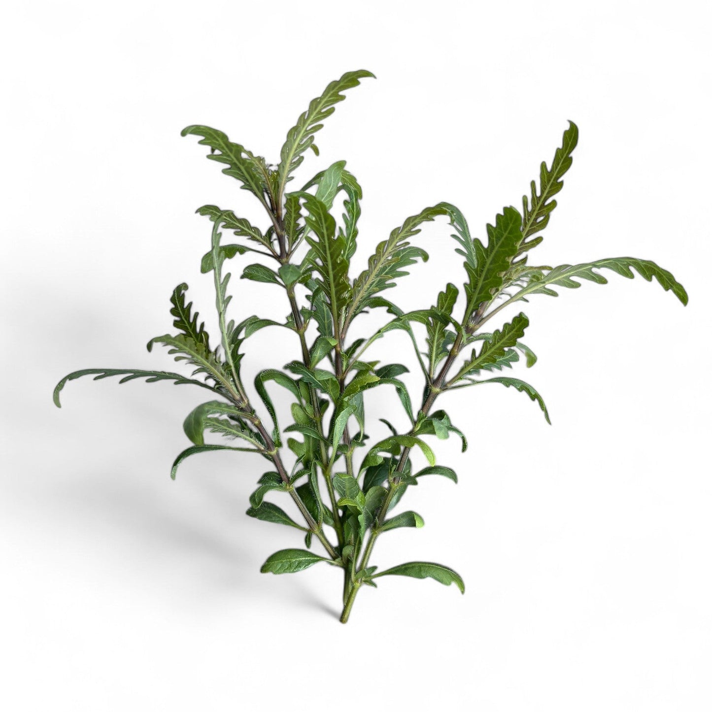 Hygrophila pinnatifida