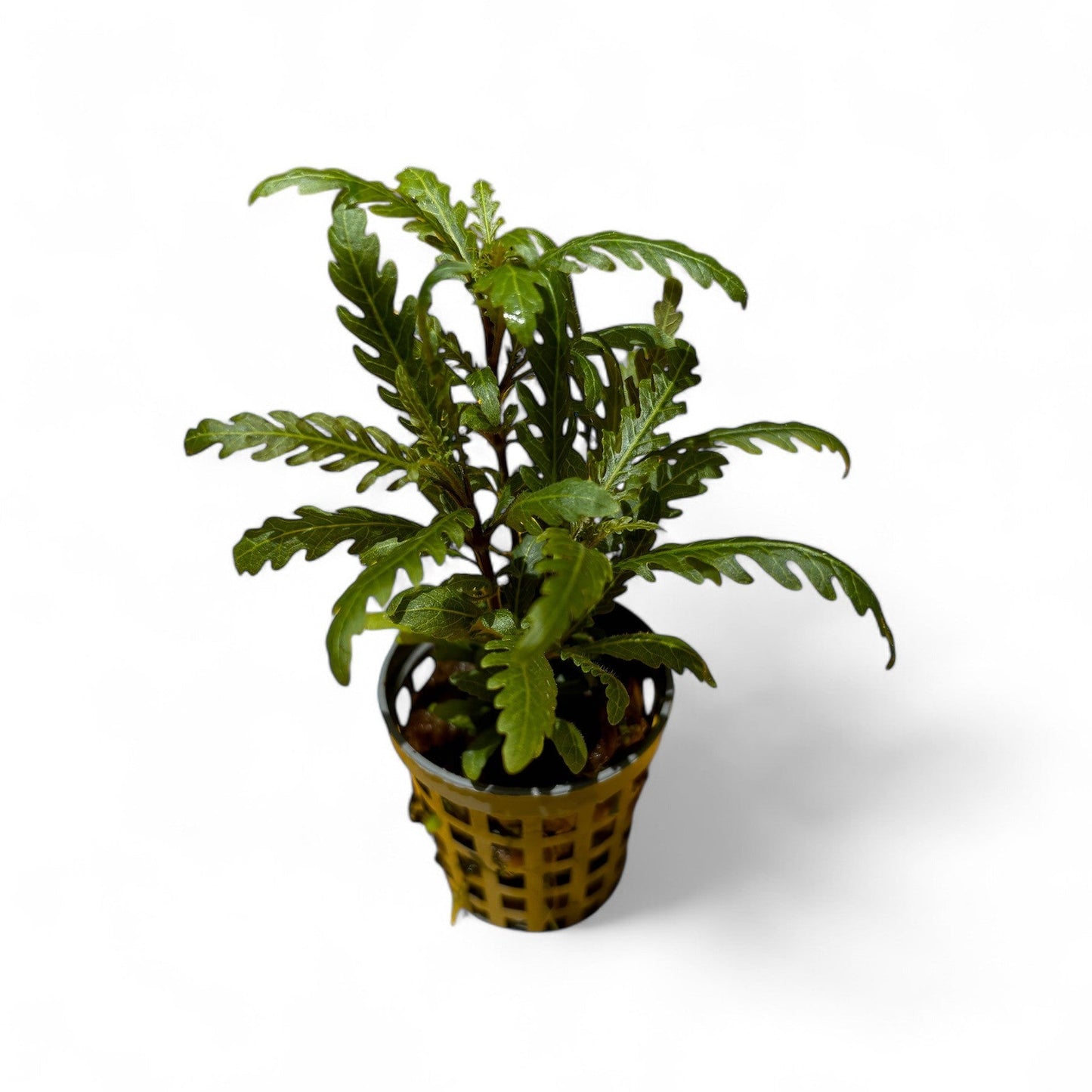 Hygrophila pinnatifida