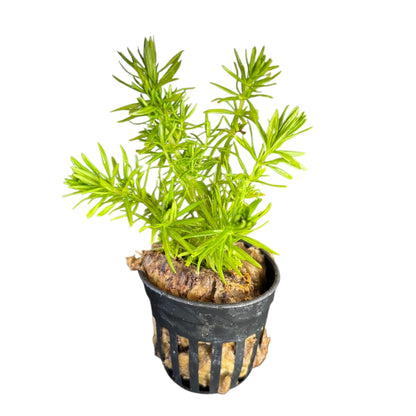 Pogostemon erectus