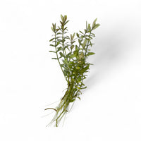 Hygrophila polysperma