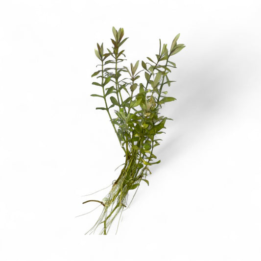 Hygrophila polysperma