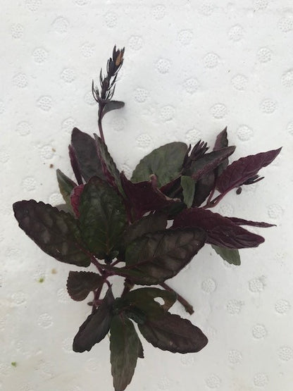 Hemigraphis exotica Purple Waffle