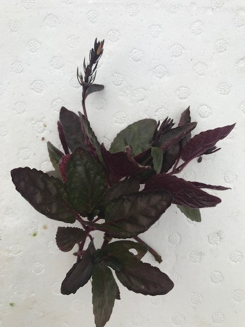 Hemigraphis exotica Purple Waffle