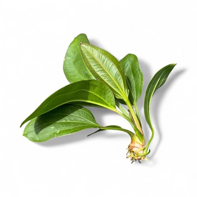 Echinodorus cordifolius Radican Sword