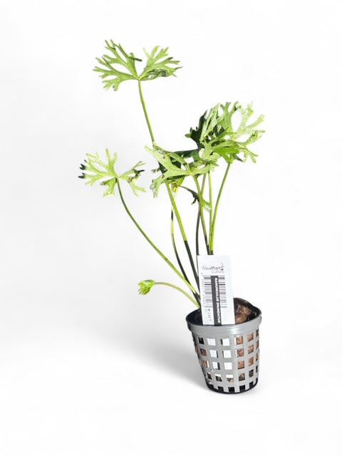 Ranunculus inundatus