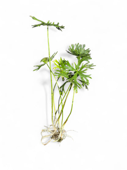 Ranunculus inundatus