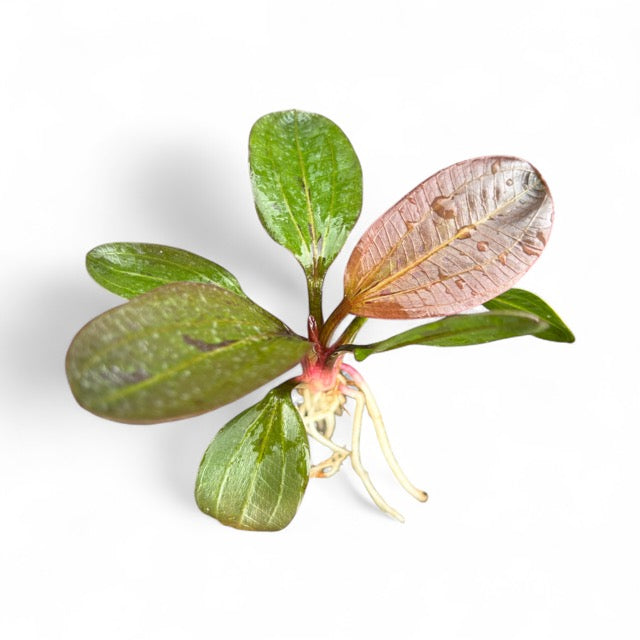 Echinodorus amazon 'Red Pearl'