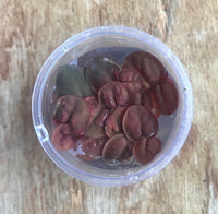 Phyllanthus fluitans Red Root Floaters