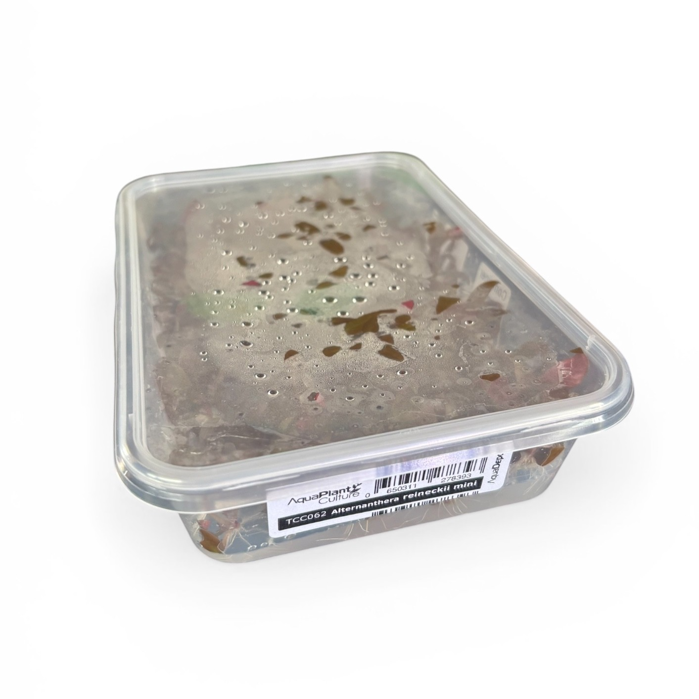 Tissue Culture Cup Alternanthera reineckii mini