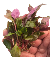 Alternanthera reineckii medium