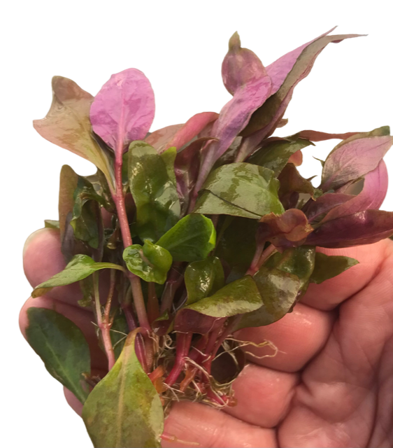 Alternanthera reineckii medium