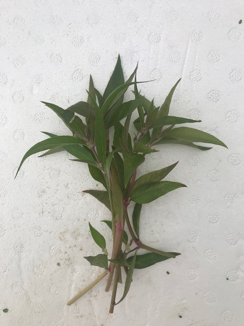 Alternanthera reineckii Red Alt