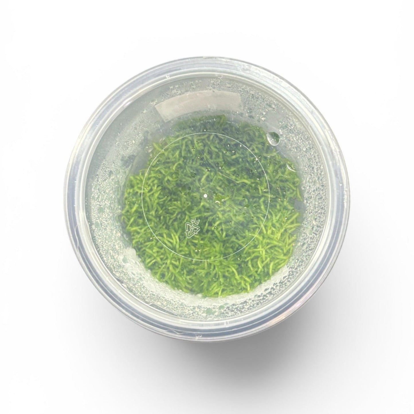 Tissue Culture Cup Riccia fluitans