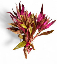 Alternanthera rosaefolia
