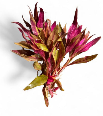 Alternanthera rosaefolia