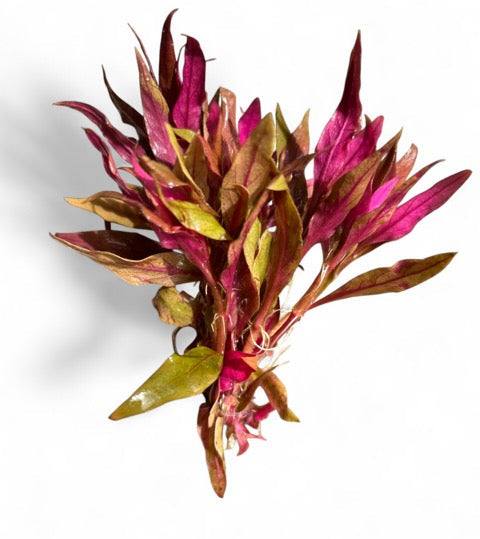 Alternanthera rosaefolia