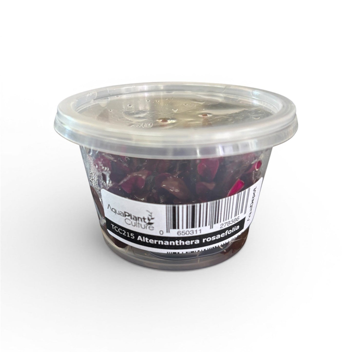 Tissue Culture Cup Alternanthera rosaefolia