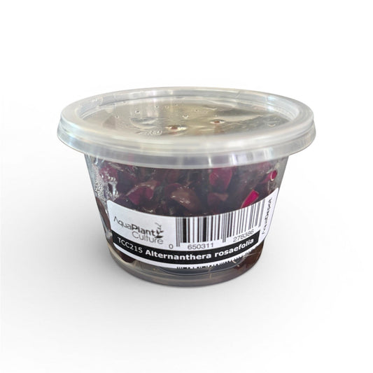 Tissue Culture Cup Alternanthera rosaefolia