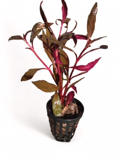 Alternanthera rosaefolia