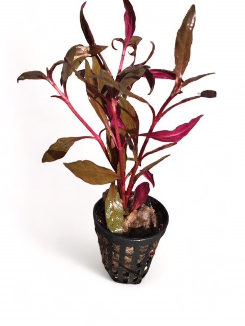 Alternanthera rosaefolia