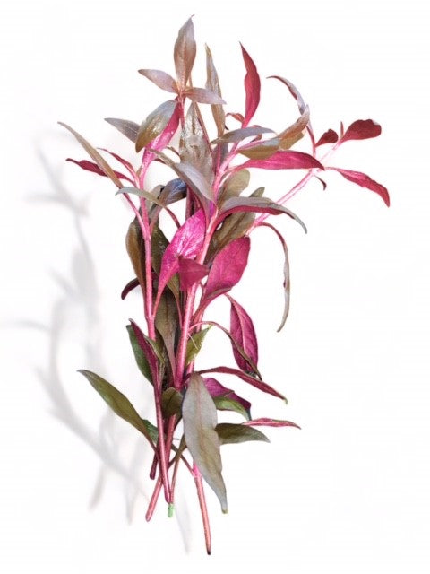 Alternanthera rosaefolia