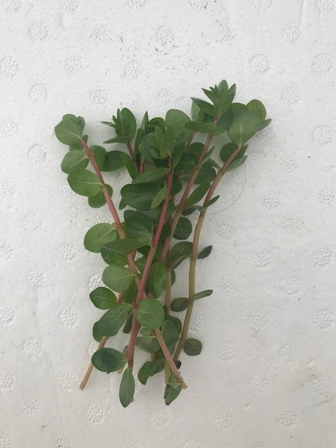 Rotala vietnam 'H'ra