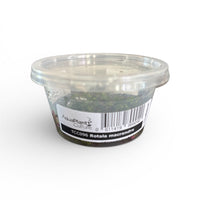 Tissue Culture Cup Rotala macrandra