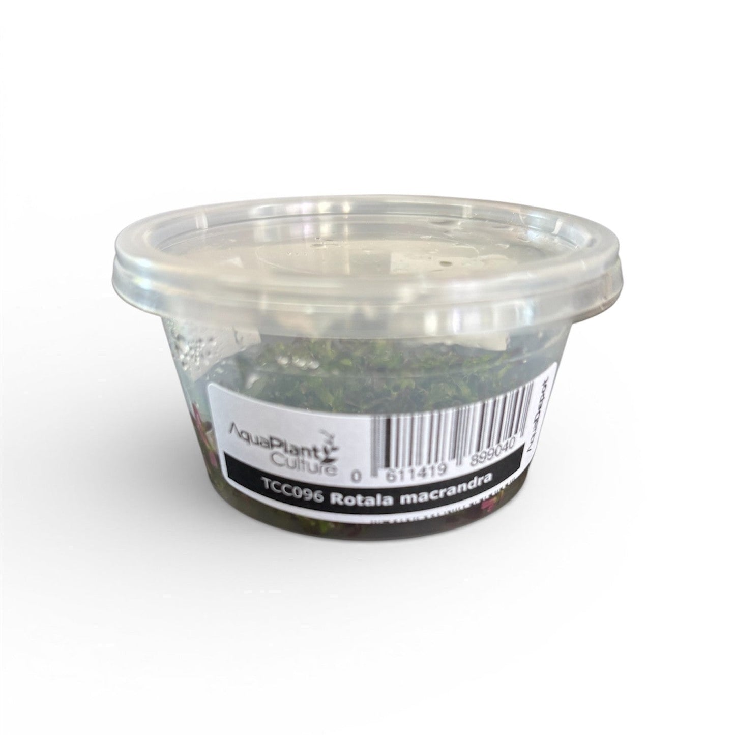Tissue Culture Cup Rotala macrandra