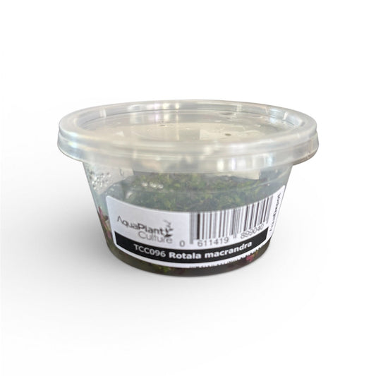 Tissue Culture Cup Rotala macrandra