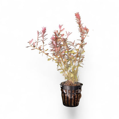 Rotala 'Orange Juice'*