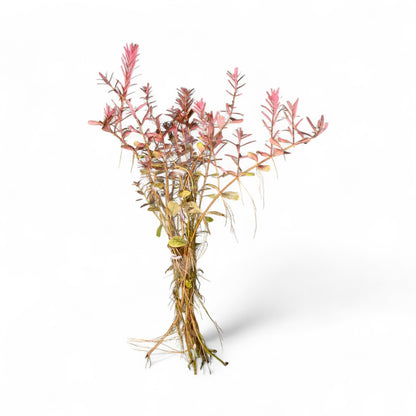 Rotala 'Orange Juice'