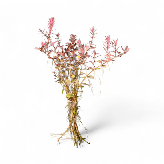 Rotala 'Orange Juice'