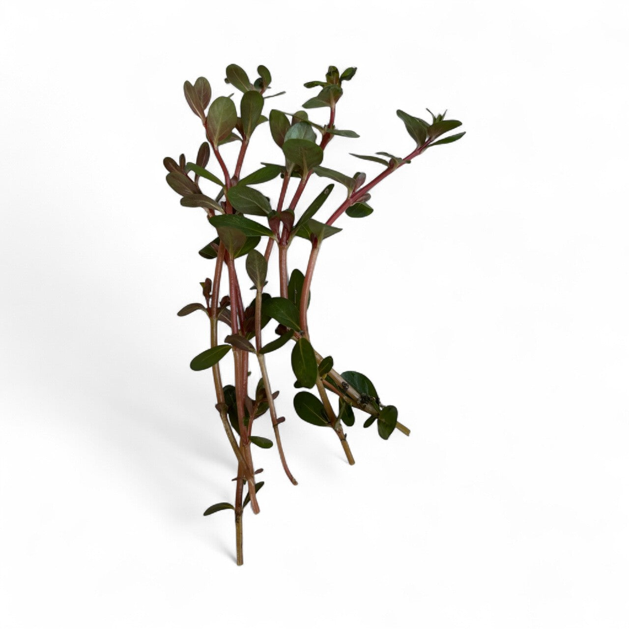 Rotala 'Orange Juice'