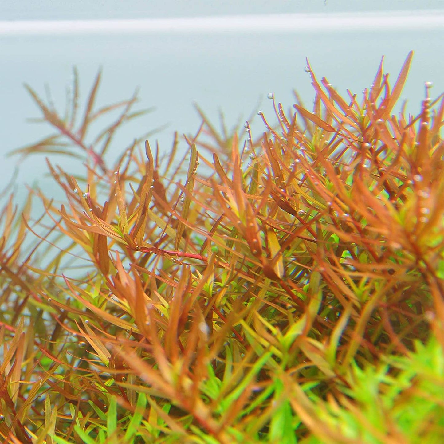 Rotala vietnam 'H'ra