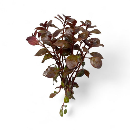 Ludwigia palustris 'Super Mini Red'