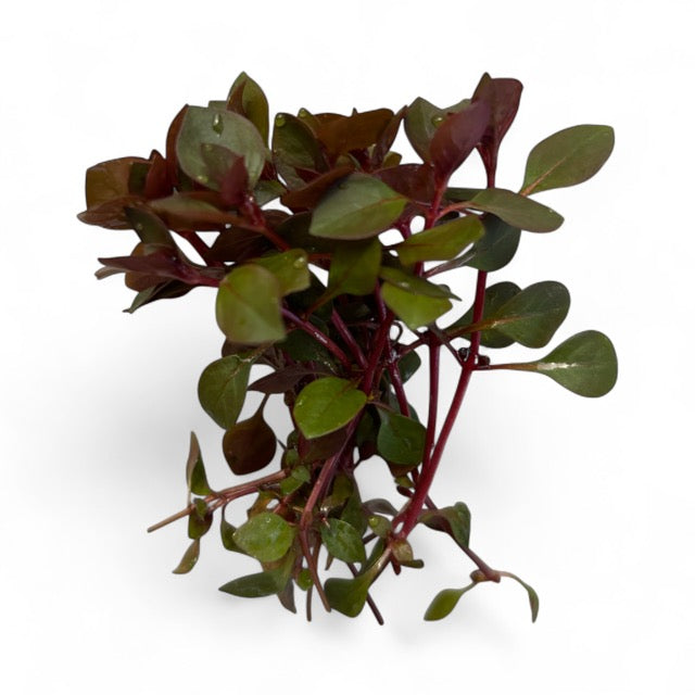 Ludwigia palustris 'Super Mini Red'