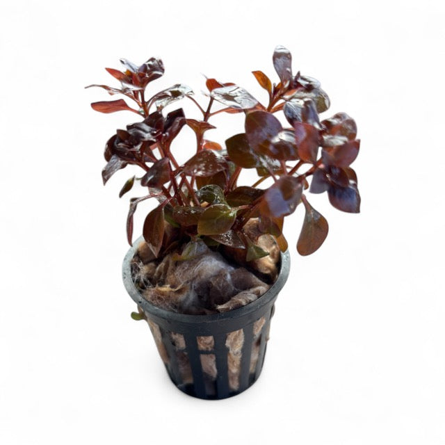 Ludwigia palustris 'Super Mini Red'