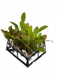 Echinodorus Emersed Sword Plant Pack - 20 Assorted Pots