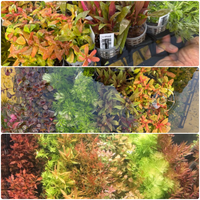 * SUBMERSED POT x 120 * FREE SHIPPING AUSTRALIA WIDE