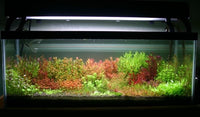 * SUBMERSED BUNCH x 40 * FREE SHIPPING AUSTRALIA WIDE