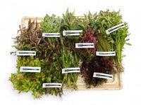 * SUBMERSED BUNCH x 80 * FREE SHIPPING AUSTRALIA WIDE