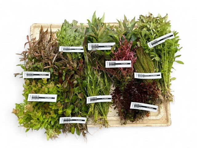 * SUBMERSED BUNCH x 80 * FREE SHIPPING AUSTRALIA WIDE