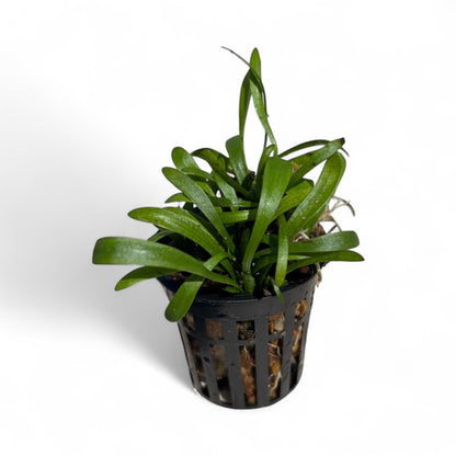 Sagittaria subulata