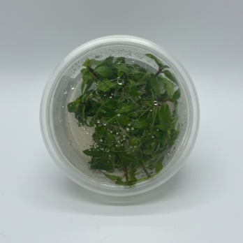 Tissue Culture Staurogyne repens